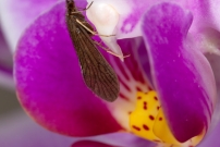Une femelle (Trichoptre - Psychomyiidae - Tinodes waeneri)  